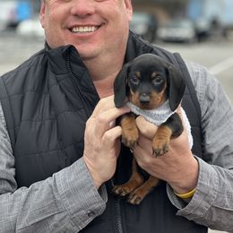 Dachshund Puppies from Phillian Family Mini Dachshunds