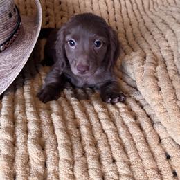 Moose - Chocolate male Dachshund puppy in Bentonville, Arkansas from T & D Dachshunds by design