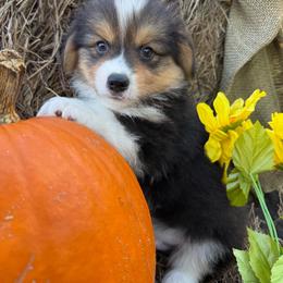 Johnny-Fluffy - Black and tan male Pembroke Welsh Corgi puppy in Stillwater, Oklahoma from Steele Family Farms