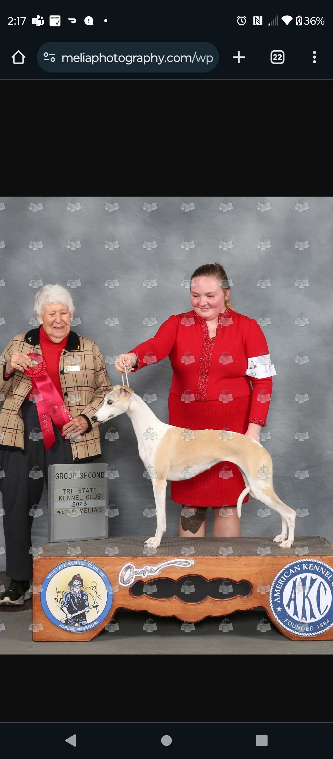 25 cute Whippet puppies for sale | Good Dog