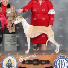 Dory - Whippet