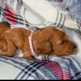 Cookie - Red  female Goldendoodle puppy in Boise, Idaho from Goldendoodle Baby
