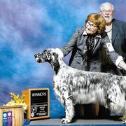 English Setter All Grown Up from Triple Creek English Setters