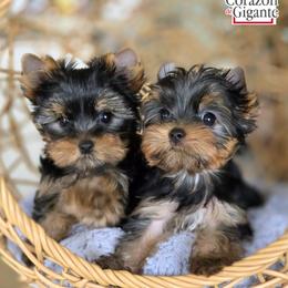 Biewer Terrier and Yorkshire Terrier Puppies from Corazon de gigante