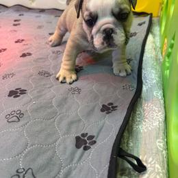 Bluey - Fawn and white female Bulldog puppy in Topeka, Kansas from Midwest Monster Made Bulldogs