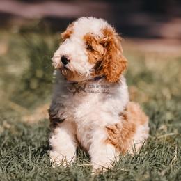 Black - Red male Bernedoodle puppy in Macomb, Oklahoma from Fife and Wife Ranch LLC
