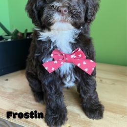 Frostin with training - Brown and white male Cockapoo puppy in Boonville, North Carolina from Doods & Dolls