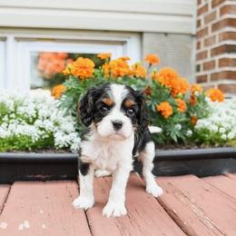 Brooklynn - Tri-color female Cavalier King Charles Spaniel puppy in West Sacramento, California from Autumn Nightz Cavaliers