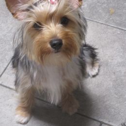 HALO - Yorkshire Terrier