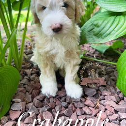 Aussiedoodle Puppies from Ridgeline Doodles
