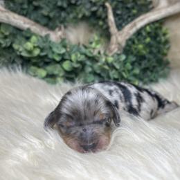 Bleu - Dapple male Dachshund puppy in Washburn, Tennessee from Clinch Mountain Dachshunds