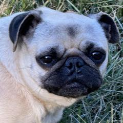 Beanie - Pug