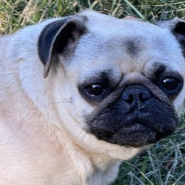 Beanie - Pug
