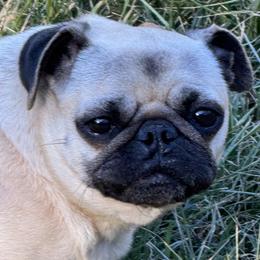 Beanie - Pug
