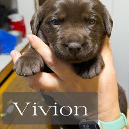 Vivion - Chocolate female Labrador Retriever puppy in Baldwin City, Kansas from Hedge Lane Labradors
