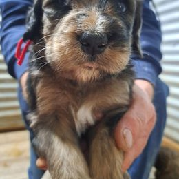 Noelle red collar - Chocolate merle female Bernedoodle puppy in Lafayette, Alabama from Williams Lake Doodles