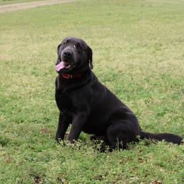 Epic - Labrador Retriever