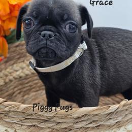 Grace - Silver female Pug puppy in Olin, North Carolina from Piggy Pugs