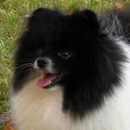 Daphne - Pomeranian