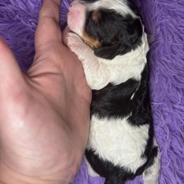 Heaven - Tri-color female Cavapoo puppy in Mount Vernon, Texas from S and J Cavapoos