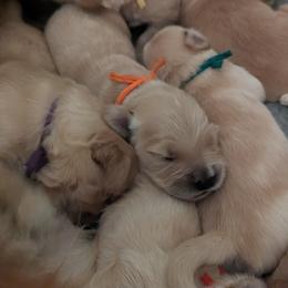 Golden Retriever Puppies from Goldens of Heritage Oaks