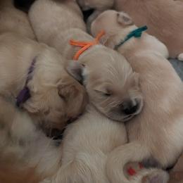 Golden Retriever Puppies from Goldens of Heritage Oaks