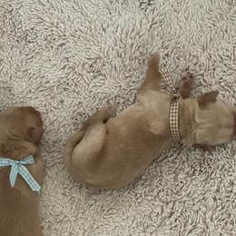 Brown Boy - Golden male Golden Retriever puppy in Shingle Springs, California from Sun Ridge Goldens