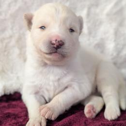 Poppy - White female Siberian Husky puppy in Coshocton, Ohio from Wyant Farms