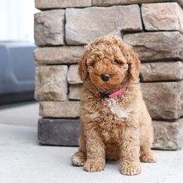 Pink - Caramel red female Australian Labradoodle puppy in Williamstown, New York from Lewis Manor Labradoodles