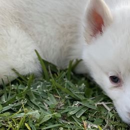 Siberian Huskies from Husky Smile