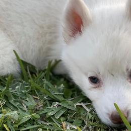 Siberian Huskies from Husky Smile