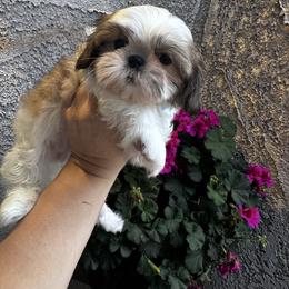 Peter Pan - Sable and white male Shih Tzu puppy in Apple Valley, California from Southern California Shih Tzu Palace