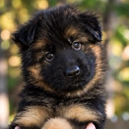 Abby Lou - Black and red female German Shepherd puppy in Canton, Texas from WILDWOOD GERMAN SHEPHERDS