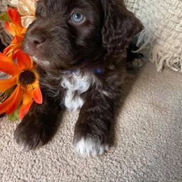 Aussiedoodle, Australian Shepherd, Bernedoodle, Cockapoo, and Poodle Puppies from Sis' Doodles & Poodles