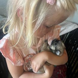 Rocket - Fawn and white male Chihuahua puppy in Tecumseh, Oklahoma from Callie’s Happy Chihuahuas, Callie’s Happy Treasures LLC