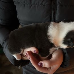 Boy 1 - Black and tan male Pembroke Welsh Corgi puppy in Honey Grove, Texas from JK Ranch Corgis