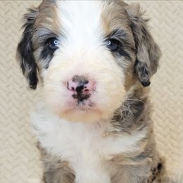 Crystal - Merle female Bernedoodle puppy in Shelton, Washington from NW Bernedoodles of Washington