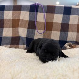 Lilac - Black female Labrador Retriever puppy in Middleton, New Hampshire from Tag Hollow