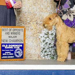 American Staffordshire Terriers and Lakeland Terriers from Goldmere Kennel