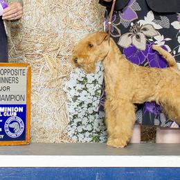American Staffordshire Terriers and Lakeland Terriers from Goldmere Kennel
