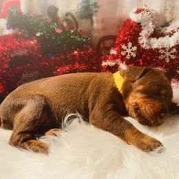 Yellow collar female - Red and rust female Doberman Pinscher puppy in Madison, Indiana from Jensen Dobermans and Dachshunds