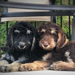 Goldendoodles and Poodles from Bama Bred Doodles
