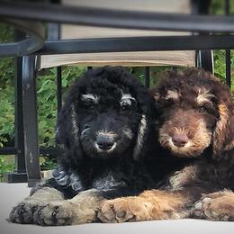 Goldendoodles and Poodles from Bama Bred Doodles