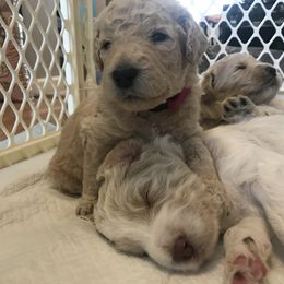 Goldendoodle, Schnoodle, and Sheepadoodle Puppies from Dood Ranch