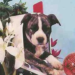 American Staffordshire Terrier puppies from Ironheart American Staffordshire Terriers