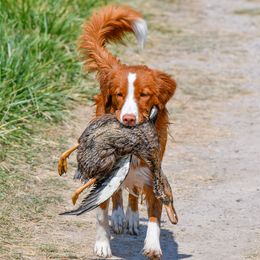 Teal - Nova Scotia Duck Tolling Retriever