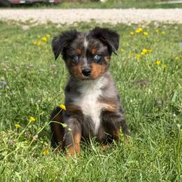 Stefan - Blue merle male Miniature Australian Shepherd puppy in Bogata, Texas from Maple Creek Run