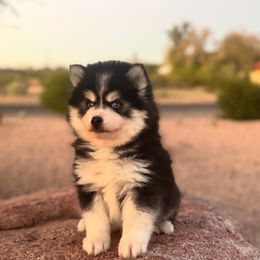 Bishop - Black and white male Pomsky puppy in Mesa, Arizona from Platinum Pomskies