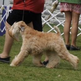 Soft Coated Wheaten Terriers from Frolic Wheatens