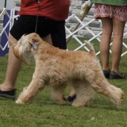 Soft Coated Wheaten Terriers from Frolic Wheatens